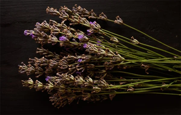 Cold Water Therapy Benefits: 5 Science-Backed Reasons to Try It